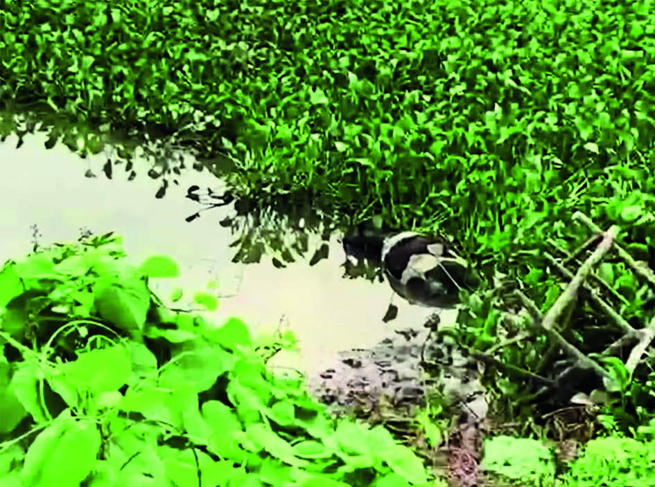 KSPCB Takes Action Against Illegal Dumping and Sewage Pollution at Yelle Mallappa Shetty Lake