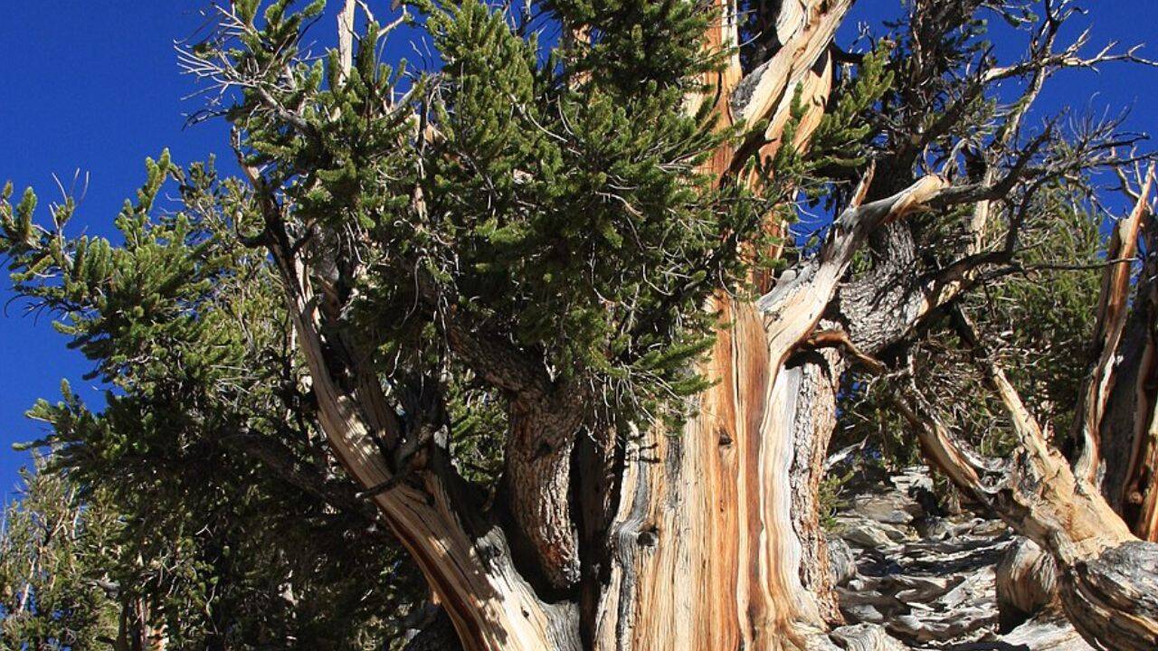 Ancient Bristlecone Pine Forest <br>