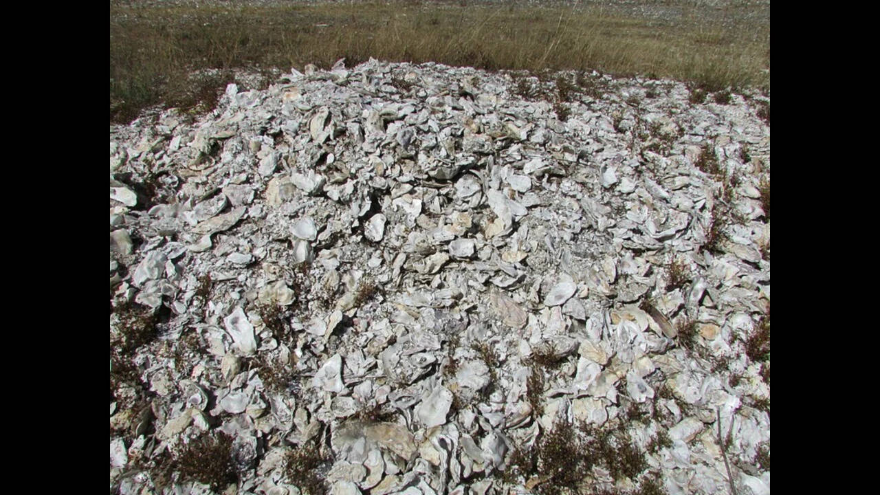 Oyster_shells_5054
