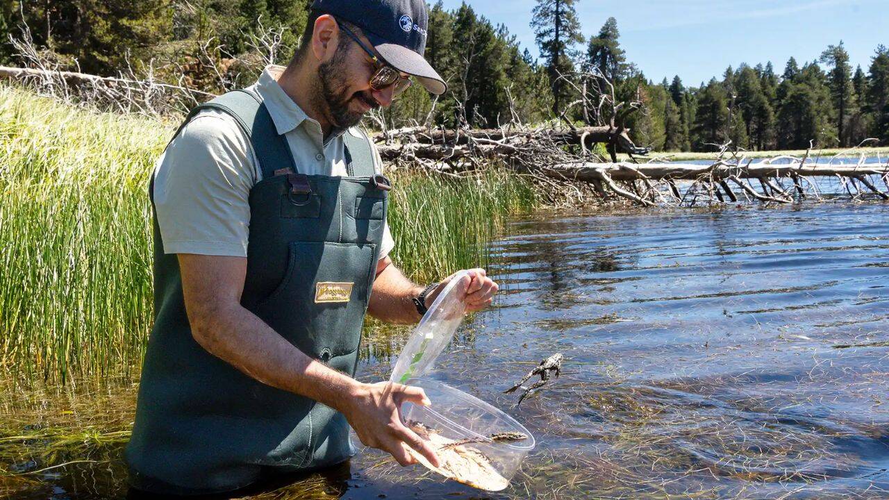 How are 3,000 frogs being returned to the Californian mountains