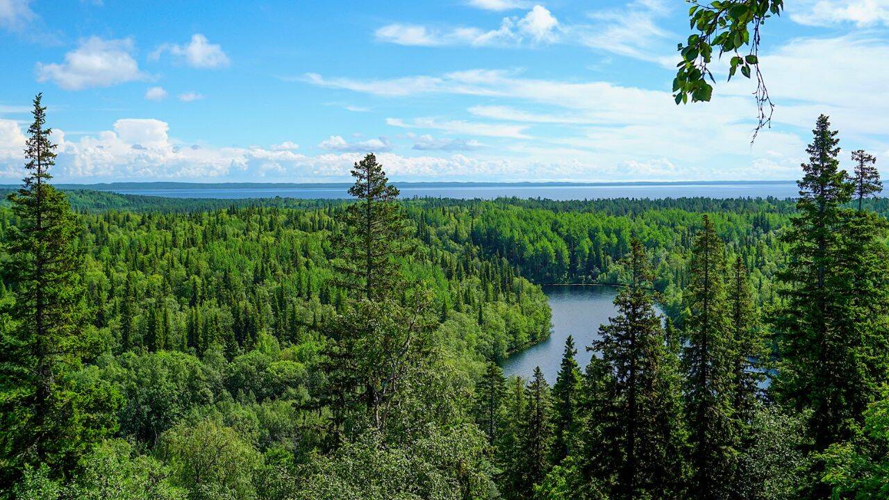 Russia forest