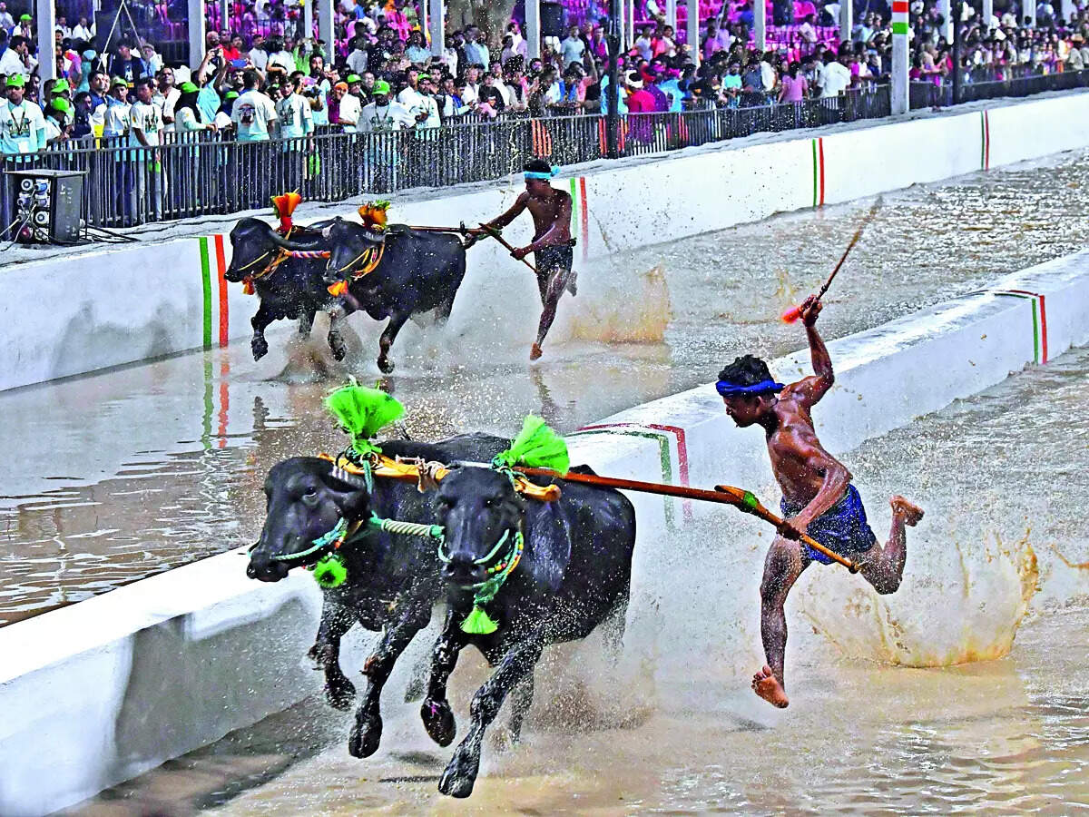 The Sunday Read Horns of a dilemma