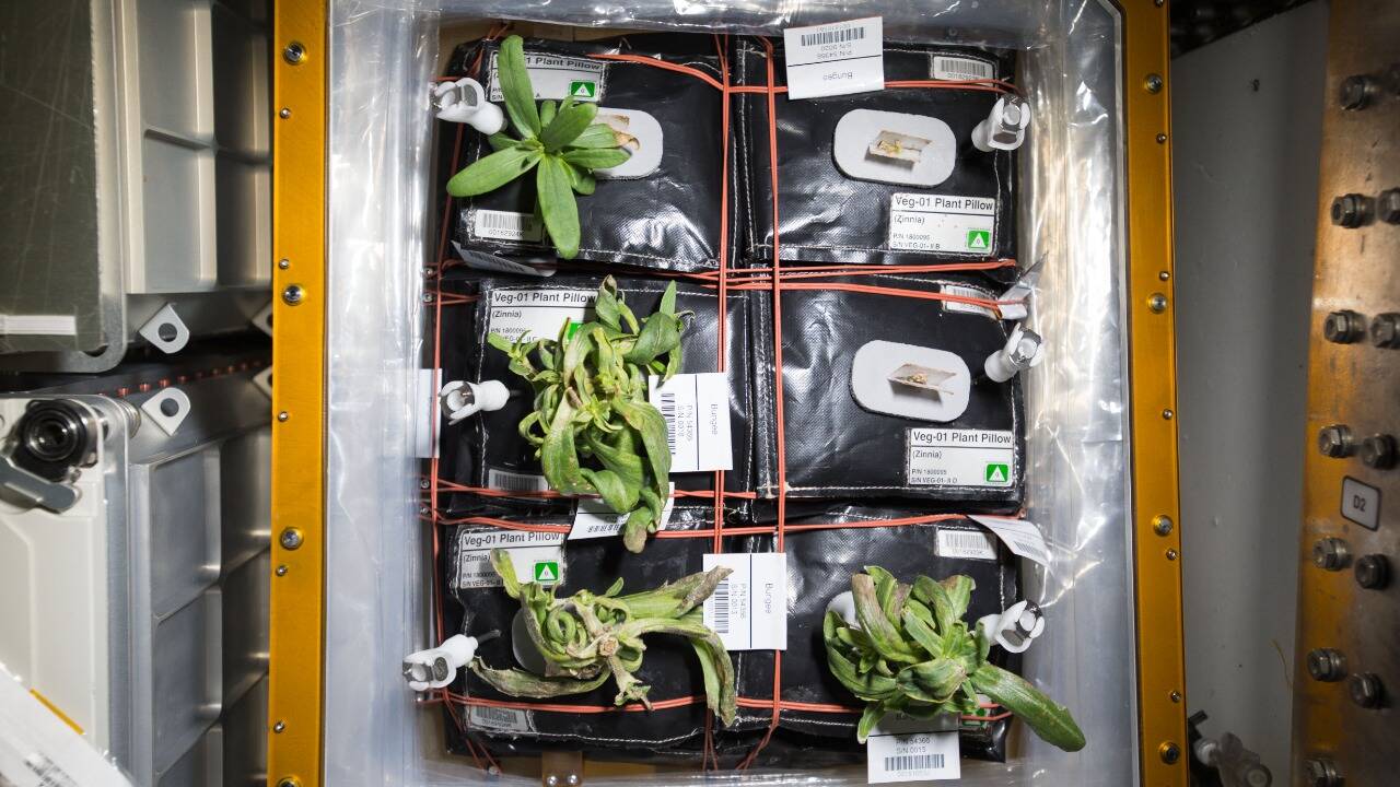 Veggie 设施中生长的植物图片