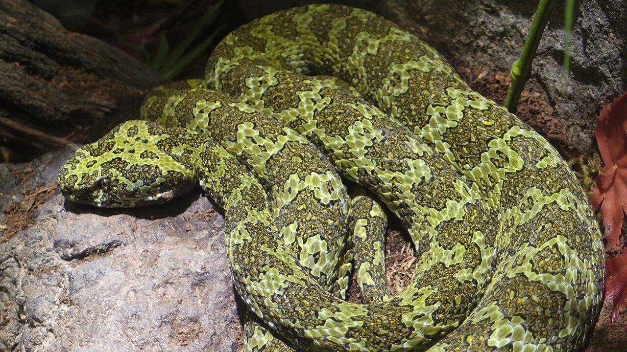 China’s ‘Snake Doctor’ devoted his life to studying and protecting one of the most rare viper snakes