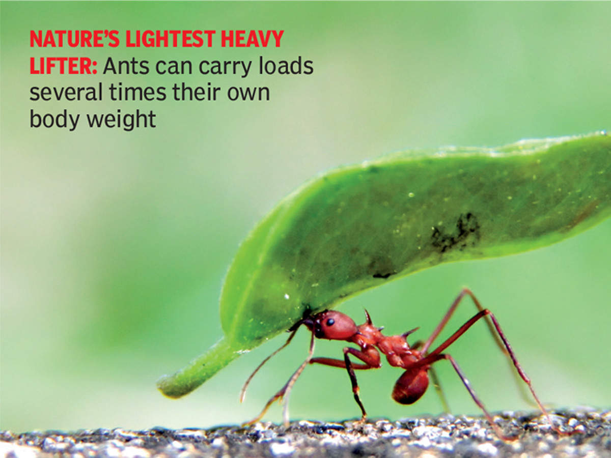 be-inspired-to-save-our-planet-from-these-ants