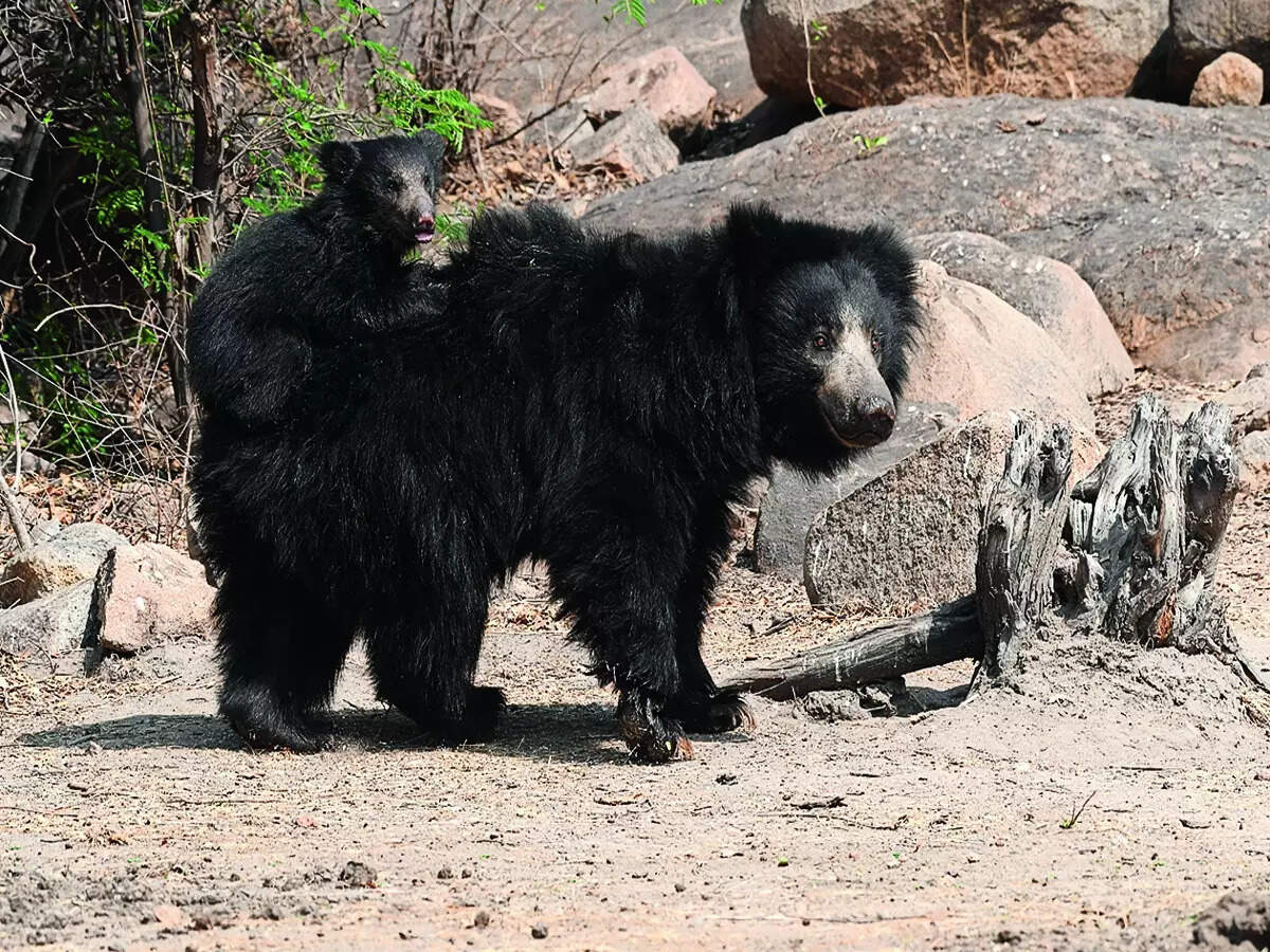 Sloth Gps Tracking Monitoring sloth bears in state with GPS collars