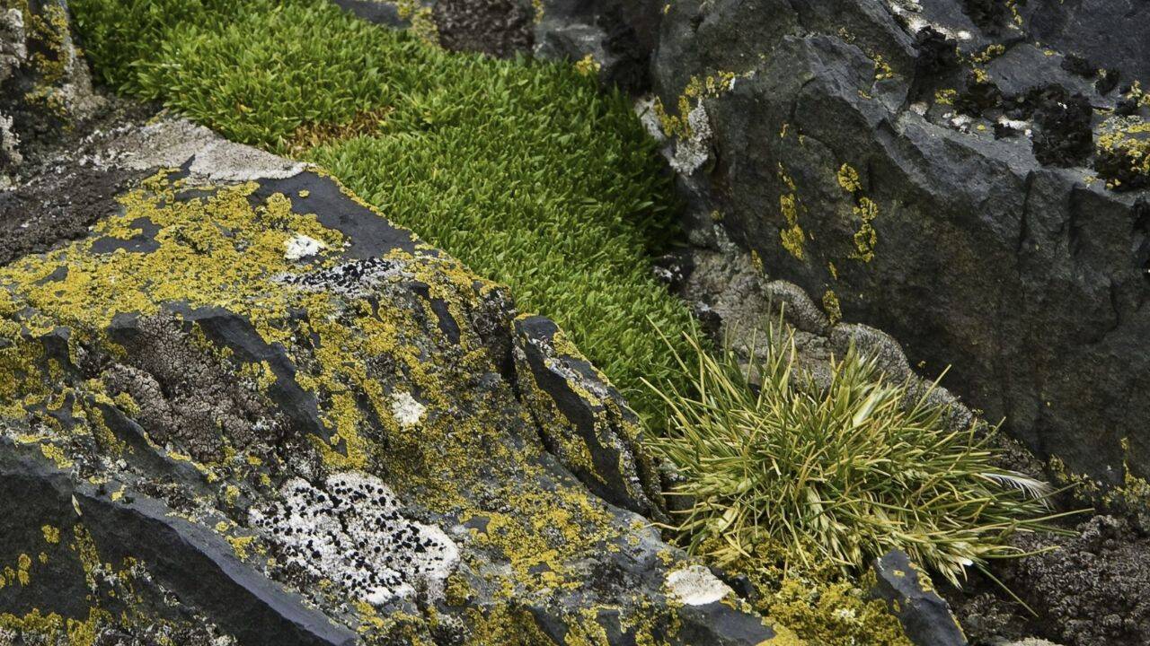 How did Antarctica’s two flowering plants respond to long-term warming<br>