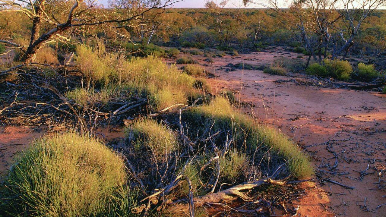 Reintroducing digging mammals to an 8,000-hectare sanctuary