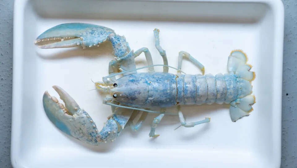Scientists estimate that white lobsters like Casper occur only once in 100 million.