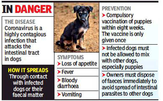 Veterinarians caution pet owners about coronavirus in dogs, suggest