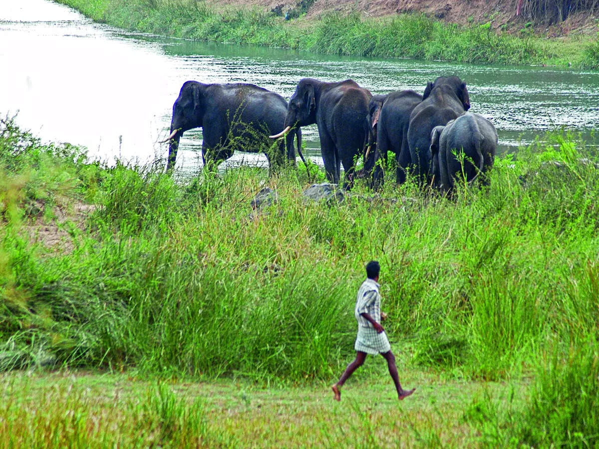 Meet Discusses Rise In Human-elephant Conflict