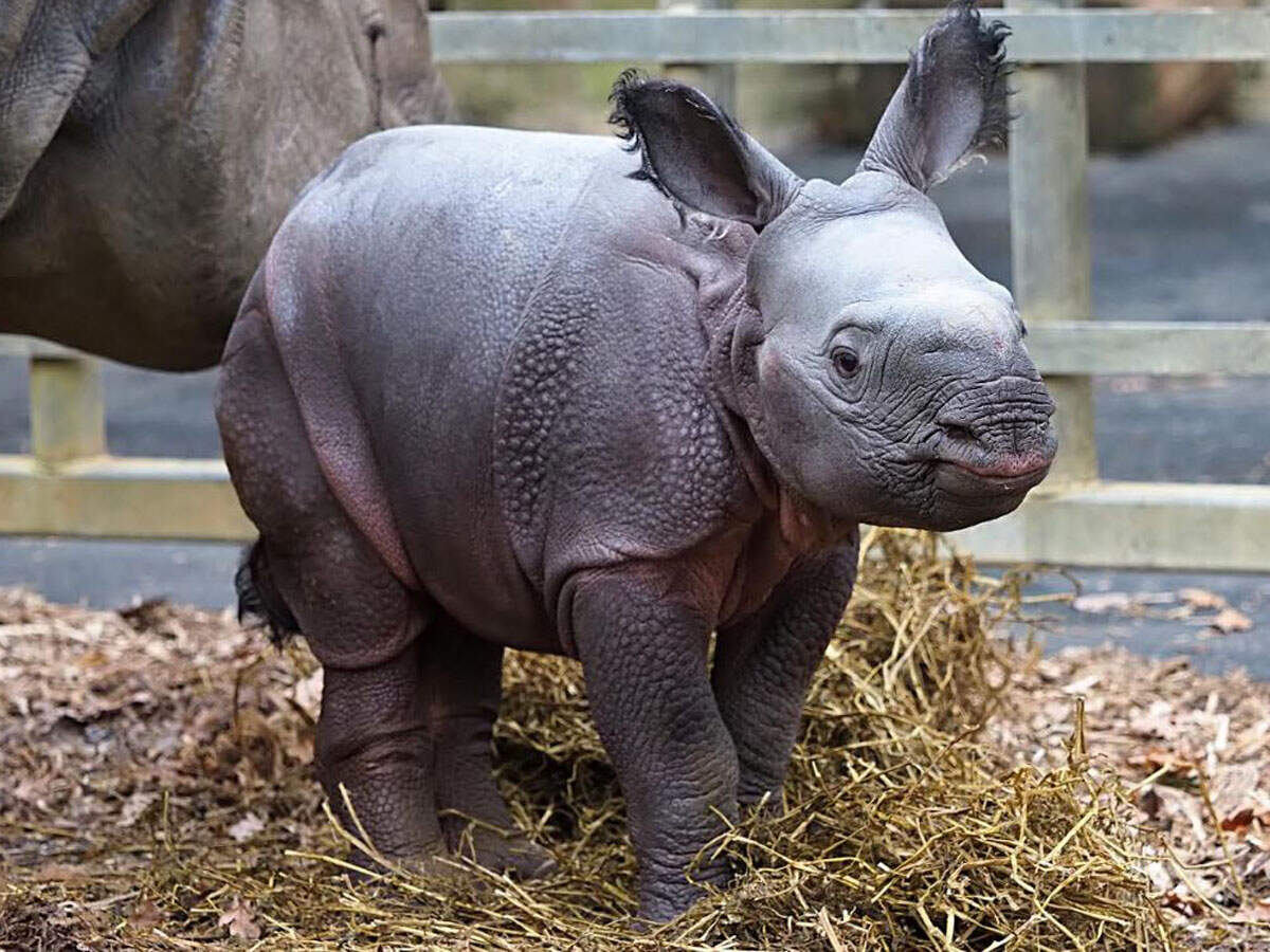 Zsl Whipsnade Zoo Indian Rhino Has New Member At Zsl Whipsnade Zoo Uk Ahmedabad News Times Of India Zsl Whipsnade Zoo Indian Rhino Has New Member At Zsl Whipsnade Zoo Uk Ahmedabad News Times Of India