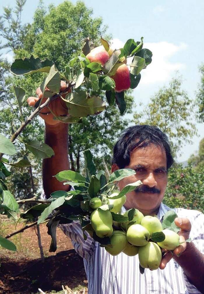 Karnataka Karnataka Growing apples in coffee land