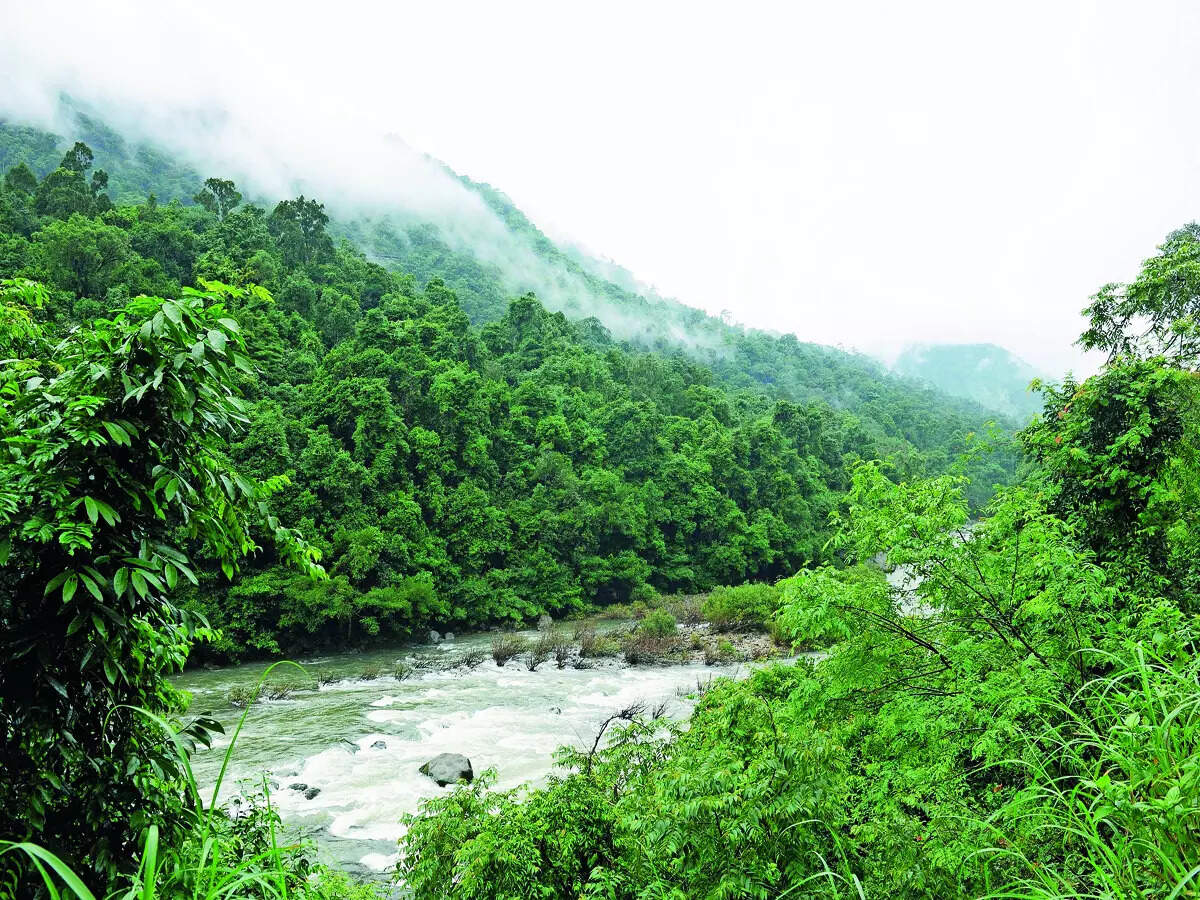 Tree-mendous staff gap in forest department