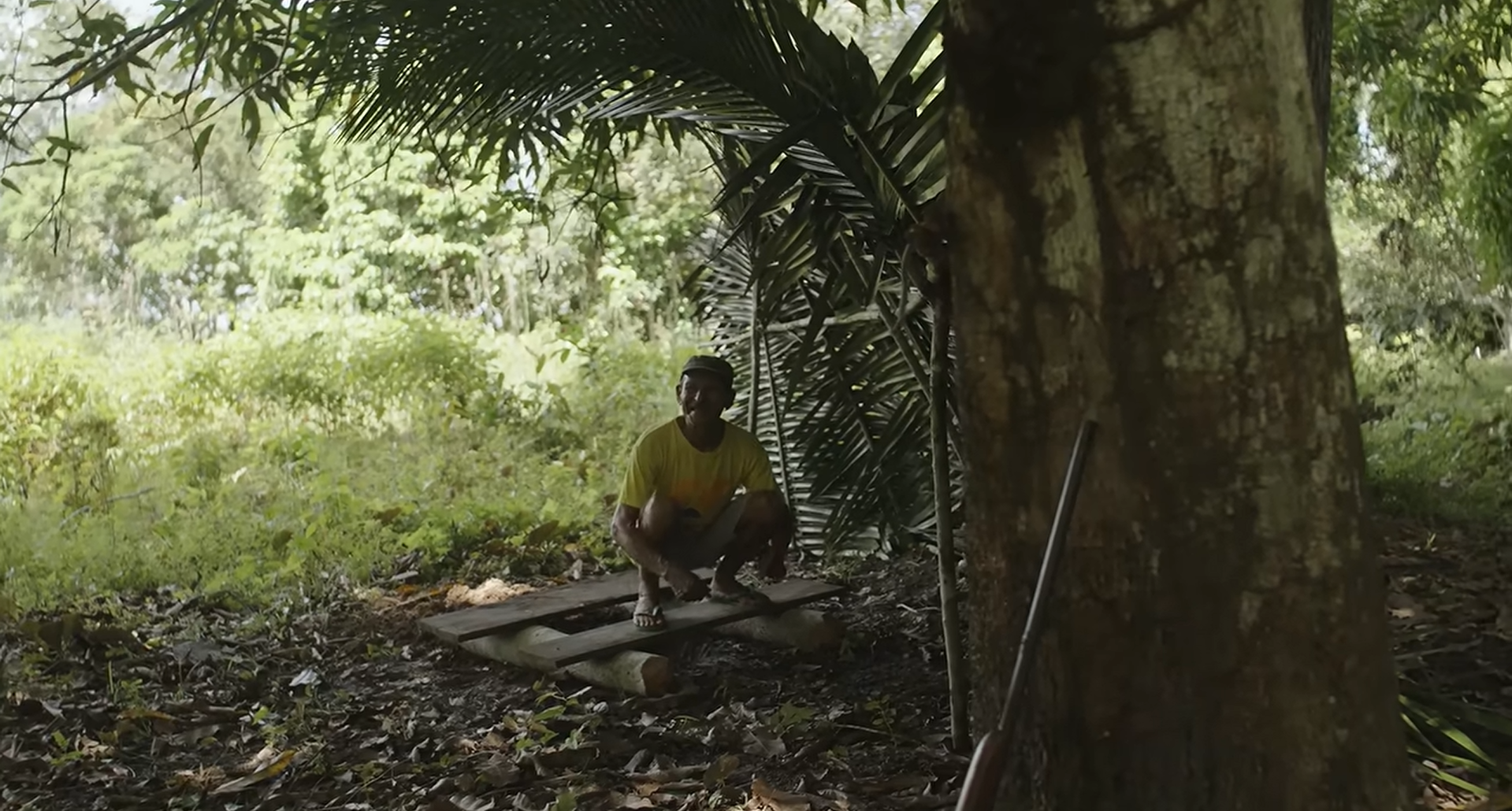 Chico planted 1,500 Brazil nut trees and waited decades for his first harvest.