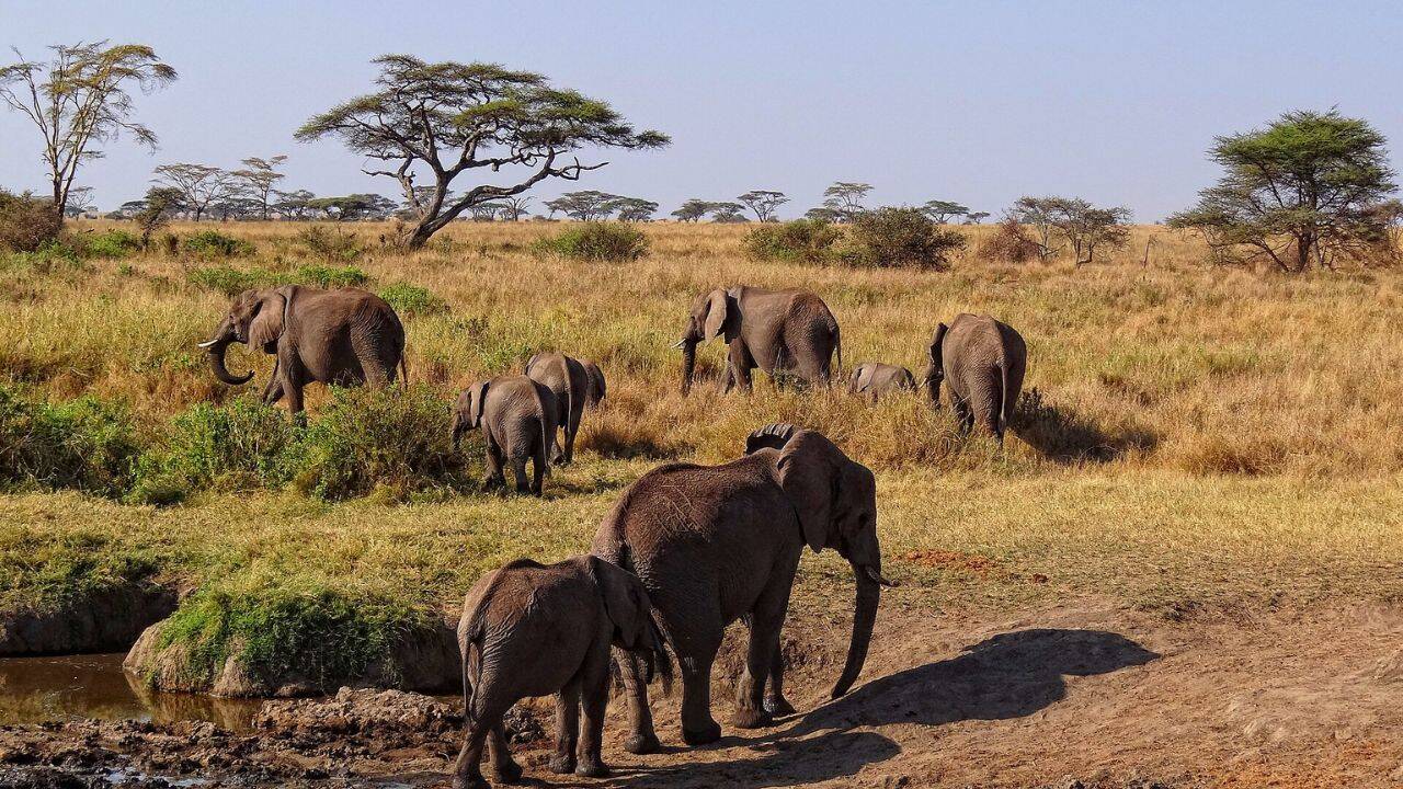 Small farms face the highest risk of elephant crop raids in Tanzania