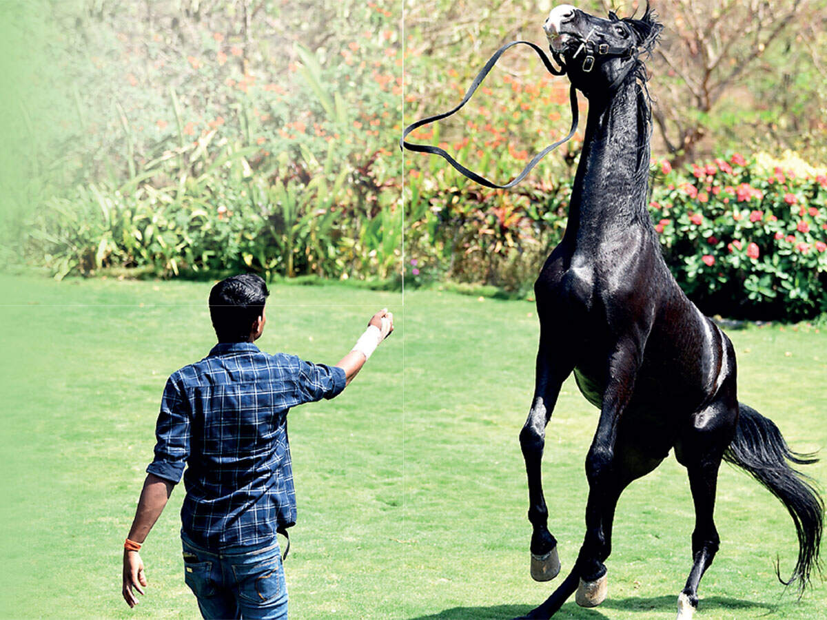 War horse movie picture