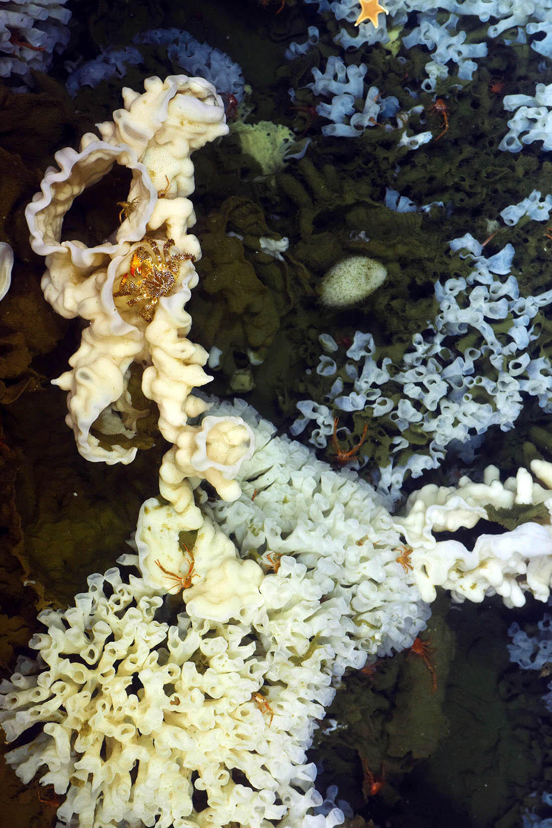 The 9,000-year-old reefs survive today in Hecate Strait, Queen Charlotte Sound and Howe Sound.