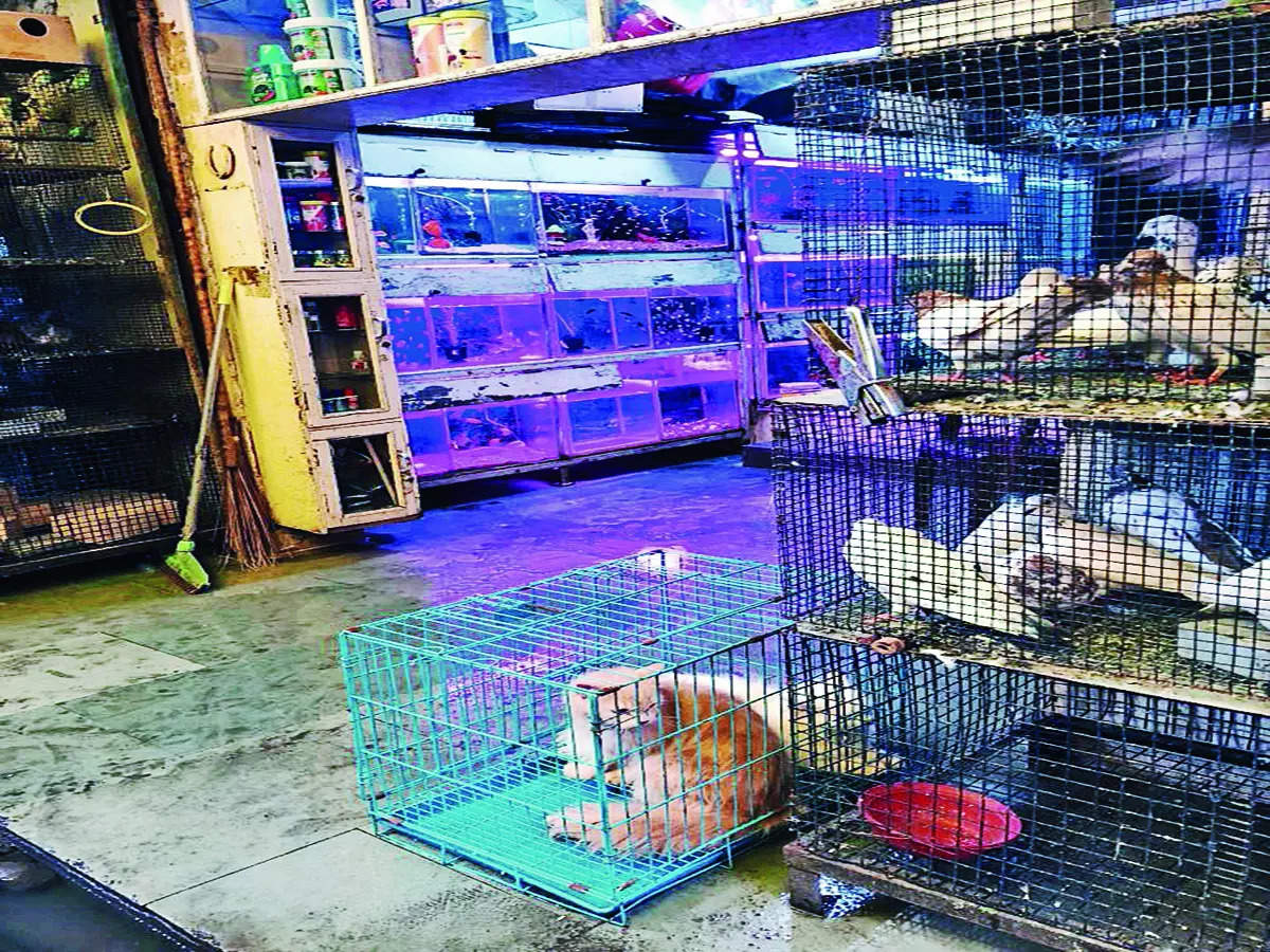 Pet shops of Bengaluru: It's a horror story