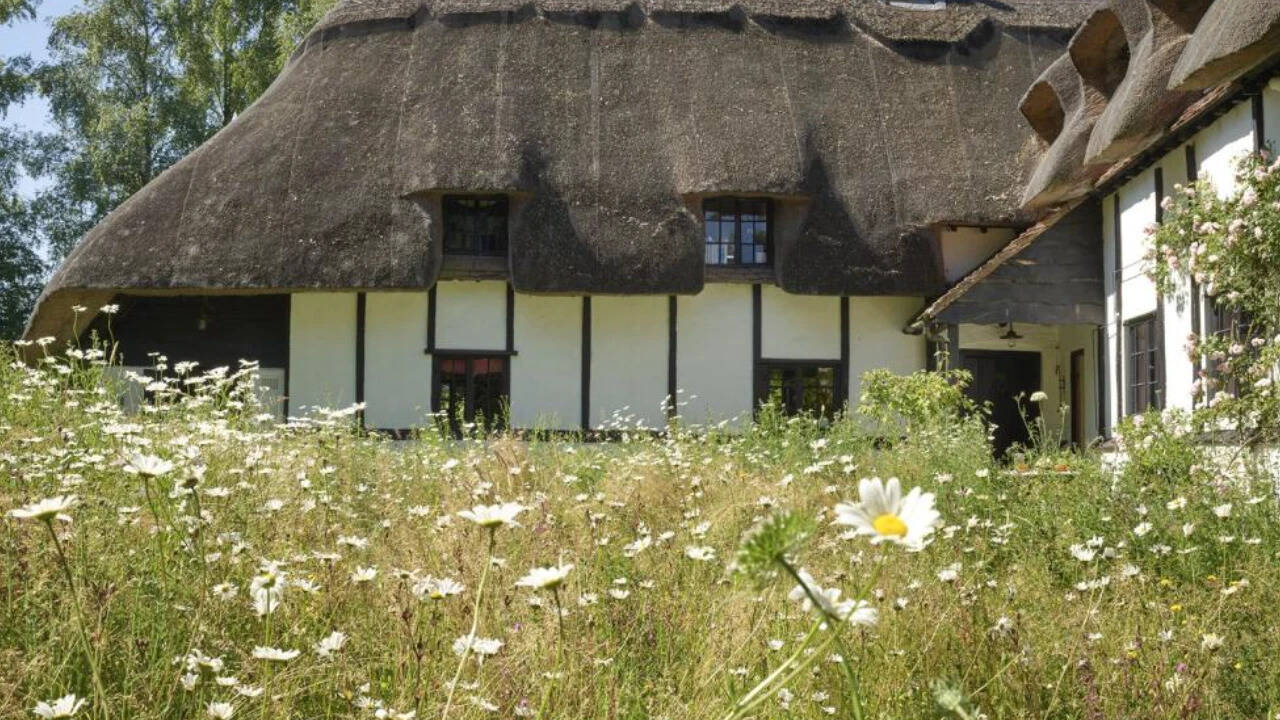 The meadow