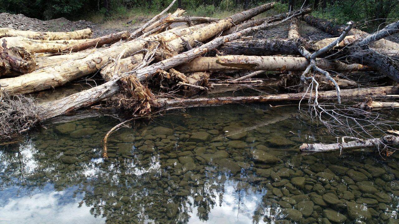 How 3,700 pieces of wood changed the creek<br>