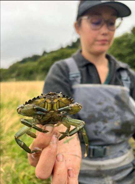 First detected in Washington in 2016, invasive green crabs threaten clams, oysters and other marine life, prompting a continuing state removal effort.