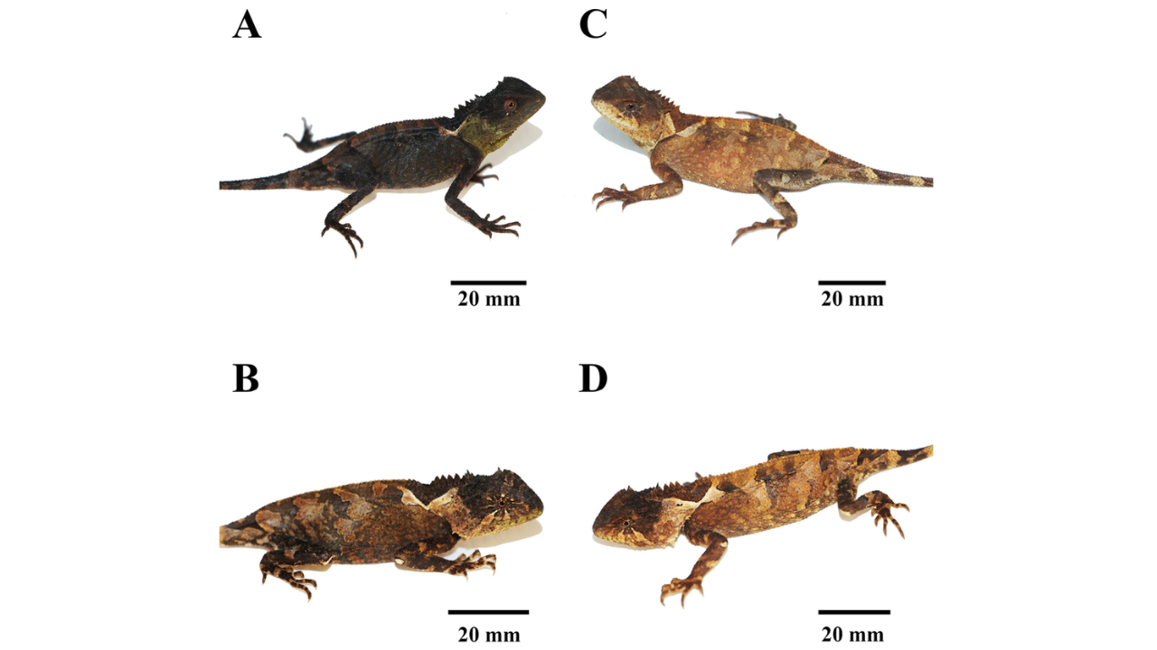 Paratype specimens of <em>Acanthosaura syrax</em> sp. nov. <strong>A</strong>. Adult male (THNHM331135); <strong>B</strong>. Adult female (THNHM31132); <strong>C</strong>. Adult female (THNHM31133); <strong>D</strong>. Adult female (THNHM31134)​