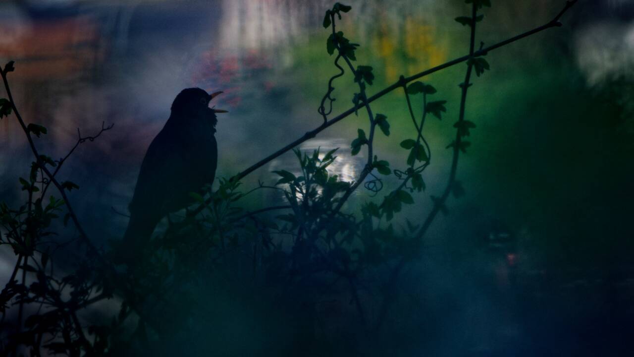 <strong>Birdsong Painted in Light</strong>