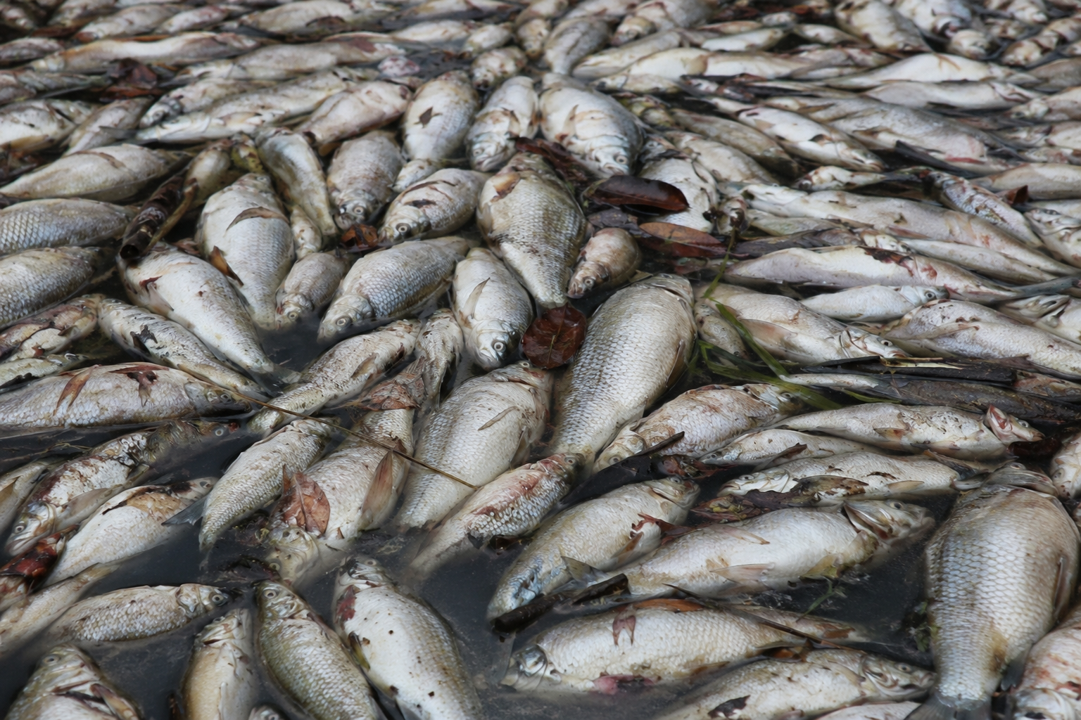 Mass fish deaths (Image: AI Generated)<br>