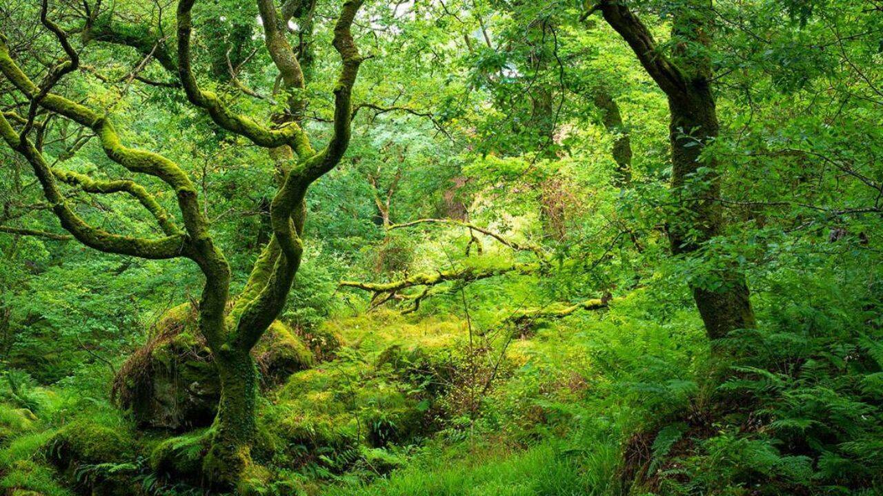 <br>Qualities of old farmland remained in the soil even after 25 years