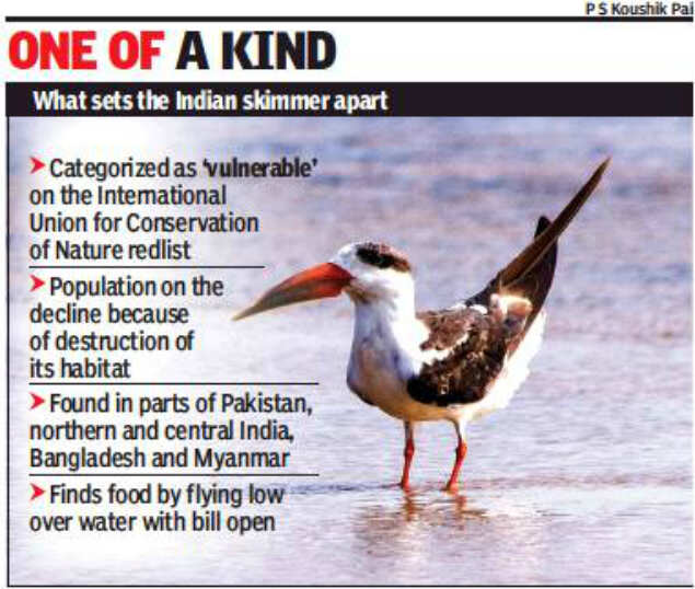 Indian skimmer Rare Indian skimmer sighted on Chennai outskirts after nine years Chennai News