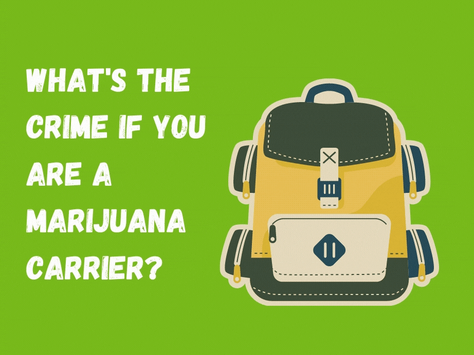 What's the crime if you are marijuana carrier?