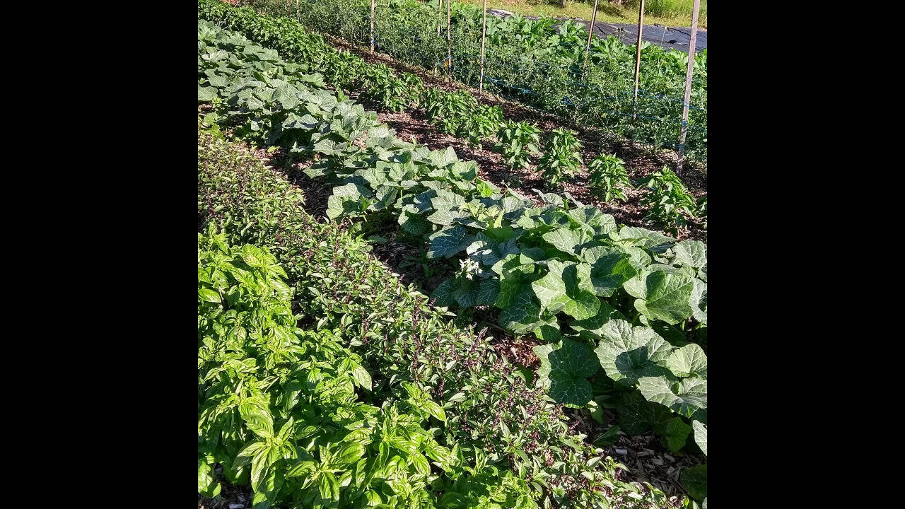 Vegetable_garden