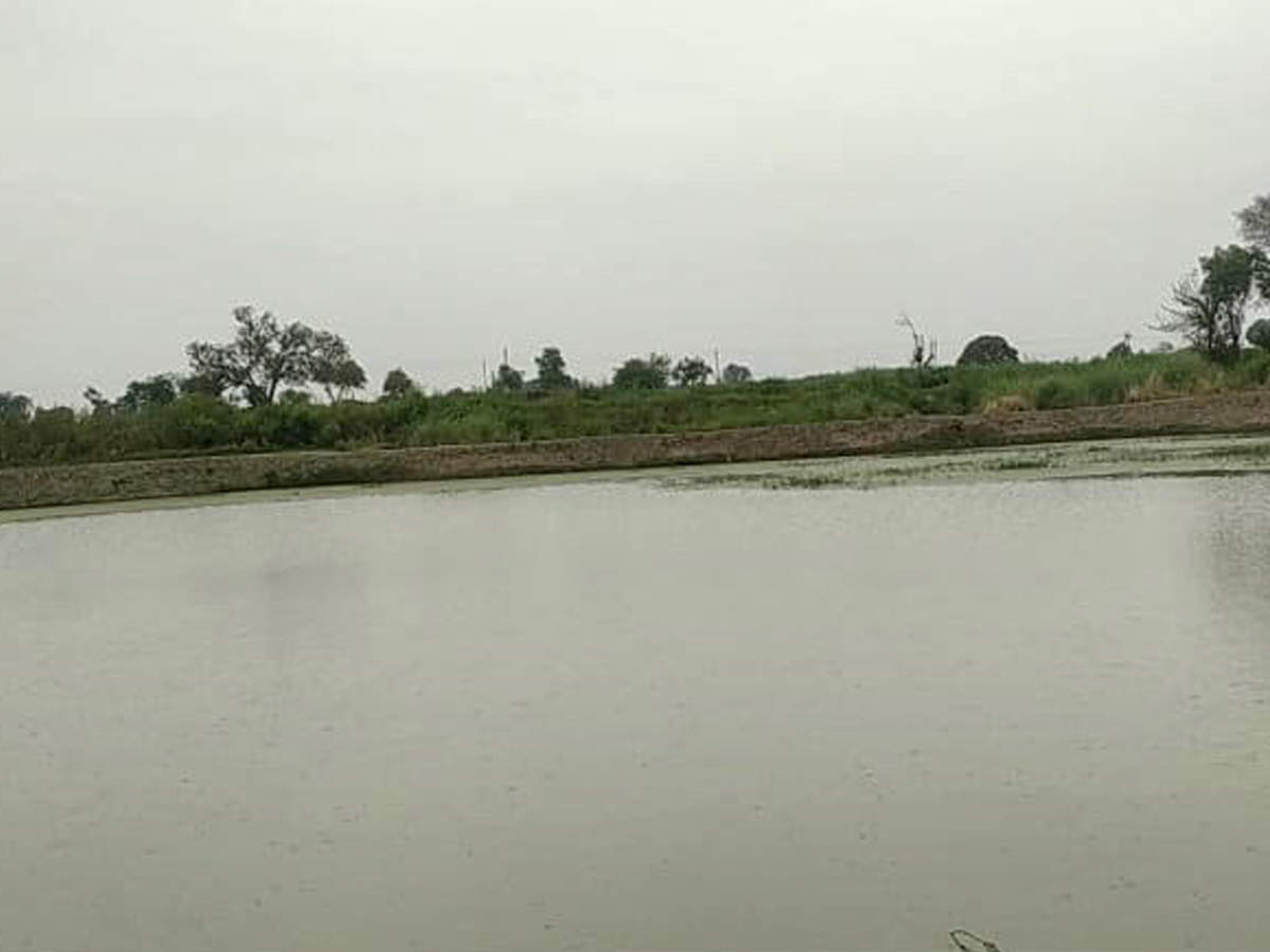 Uttar Pradesh: Mathura administration revives 784 water bodies at a ...