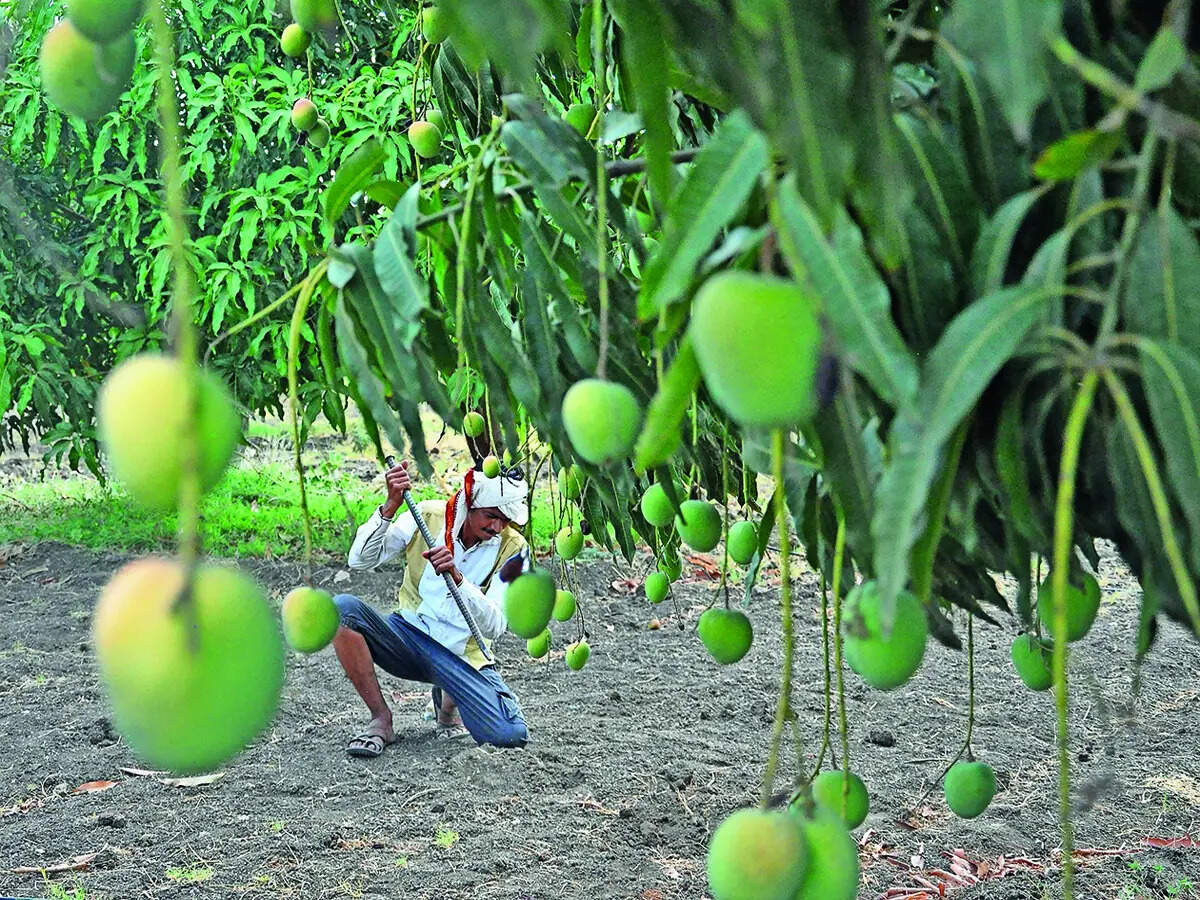 Follow the fruit