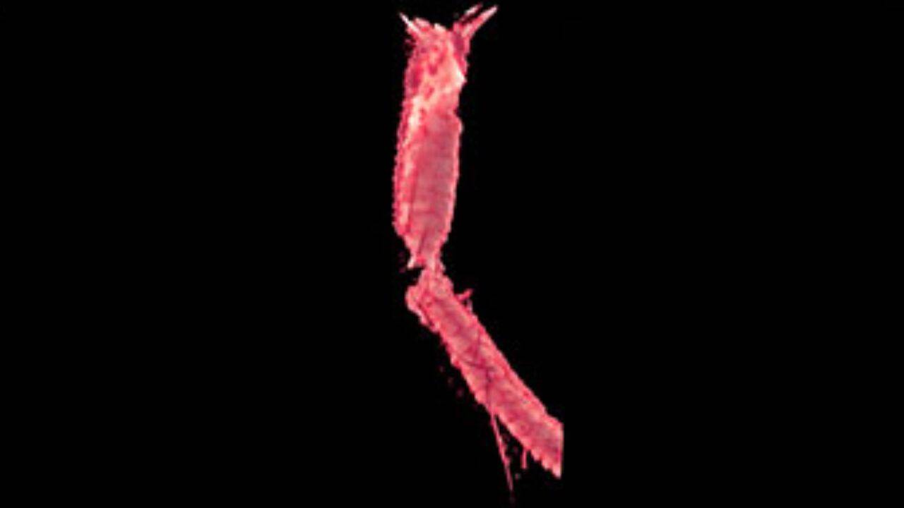 99-million-year-old amber preserves evidence of lizard tail shedding<br>