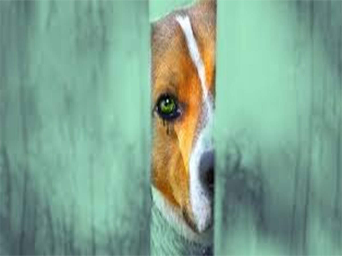 Karnataka Animal Board 'has no teeth' Karnataka Animal Board 'has no teeth'
