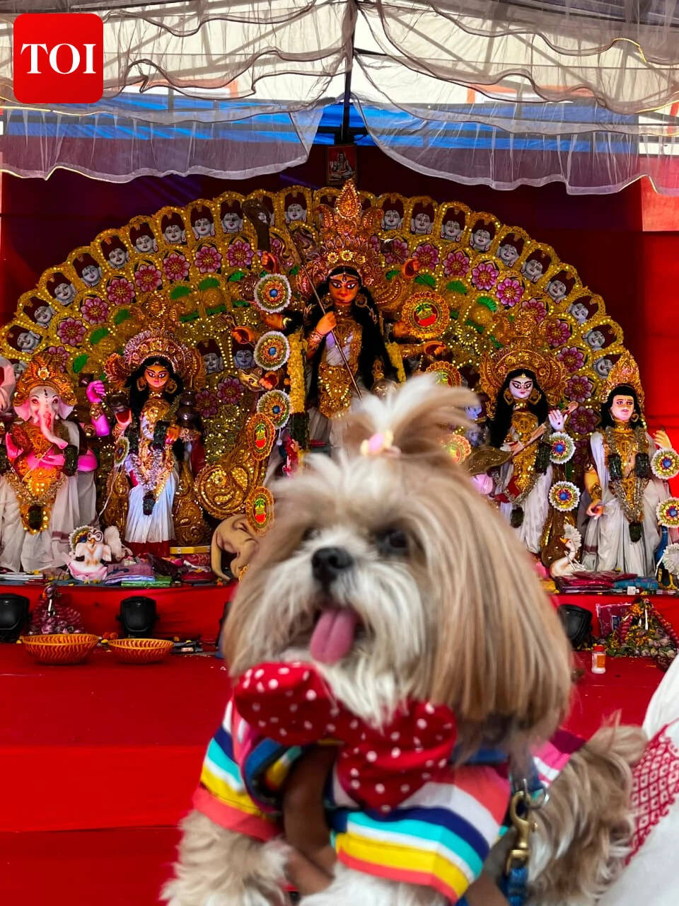 A paw-dorable shih-tzu at Attapur Bengali Association's Durga Pujo