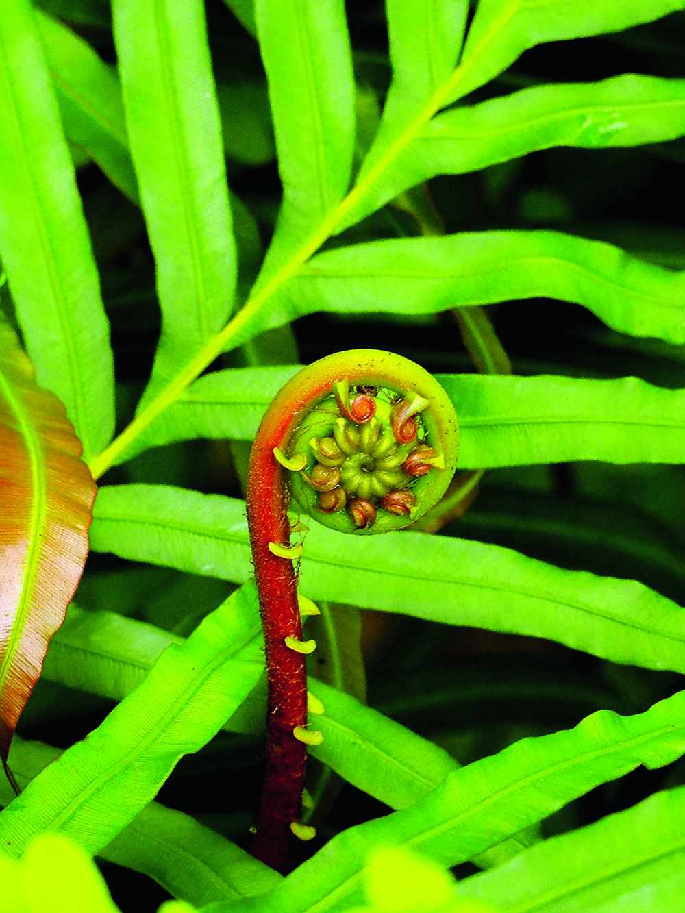 The greenskeeper: Fiddlehead Ferns