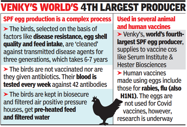 egg based vaccine production