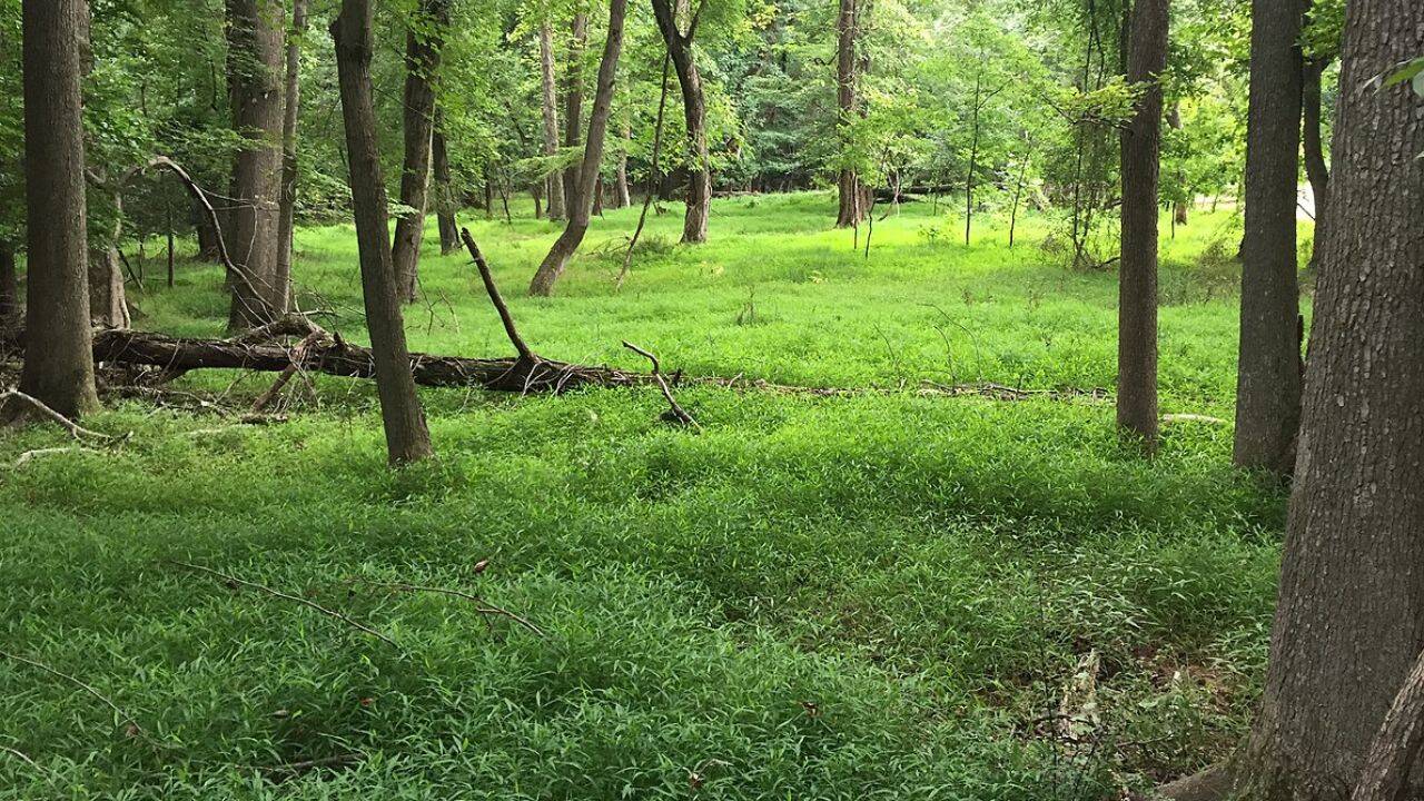 ​Japanese stiltgrass was first recorded in Tennessee<br>