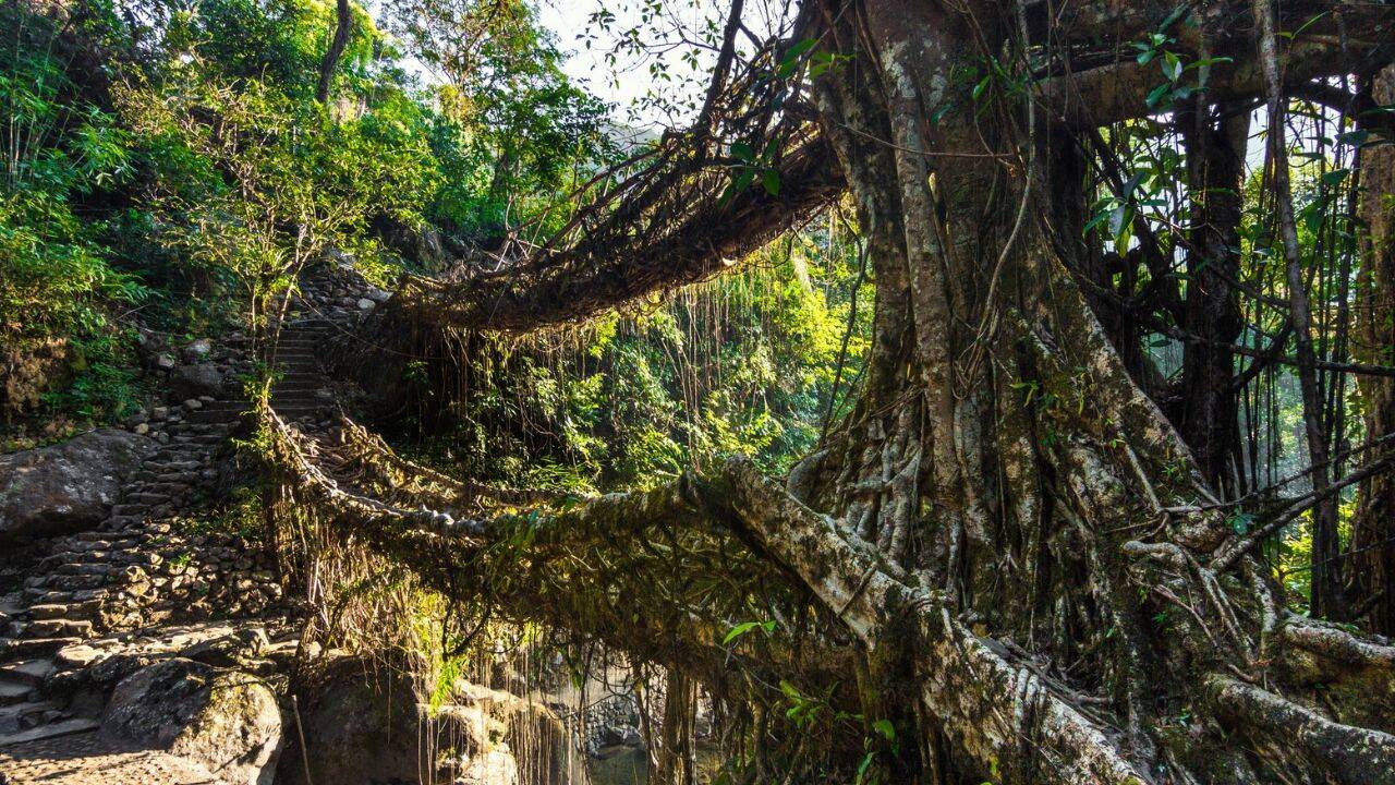 Living root bridge