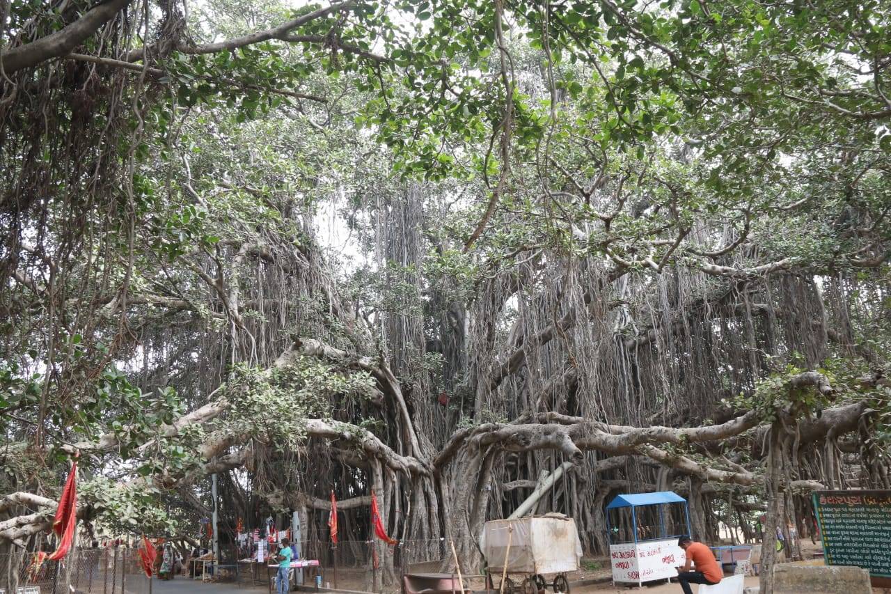 In pics: 500-year-old banyan plants a puzzle in Gujarat | Ahmedabad ...