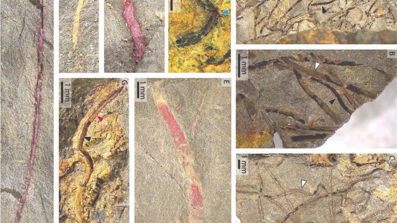 How these 470-million-year-old fossils discovered in southern France