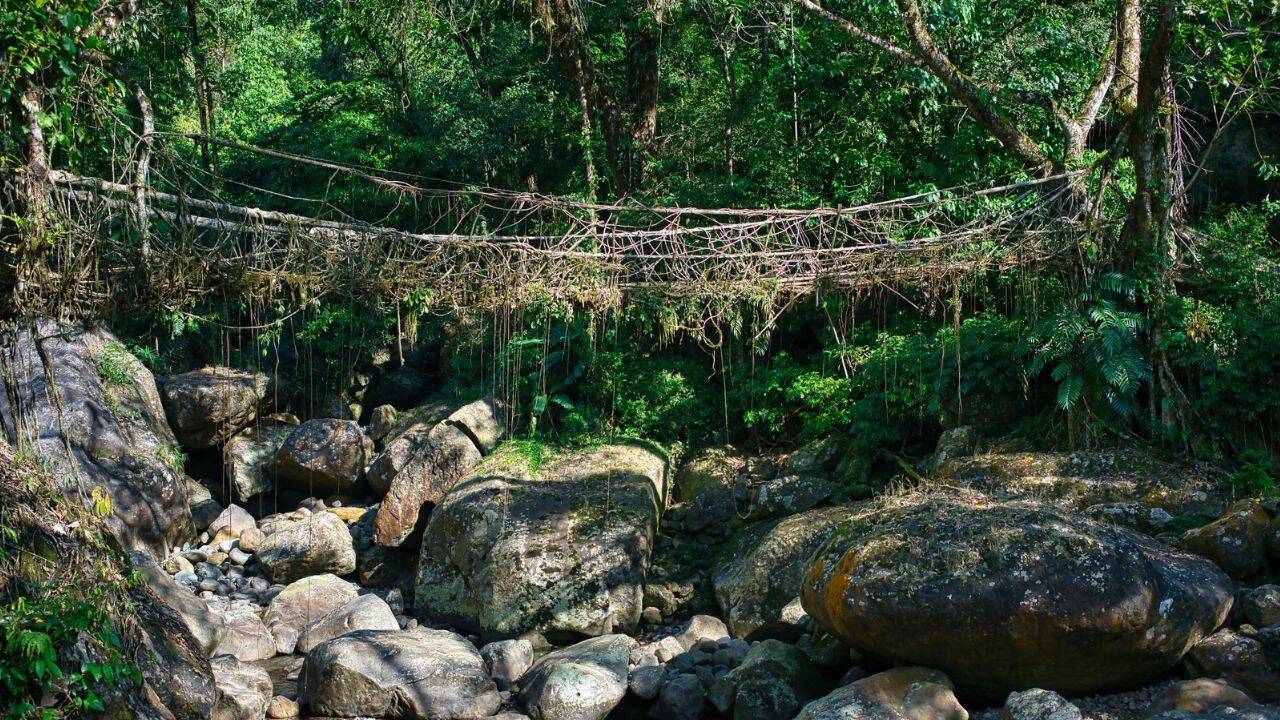 Living Root bridge