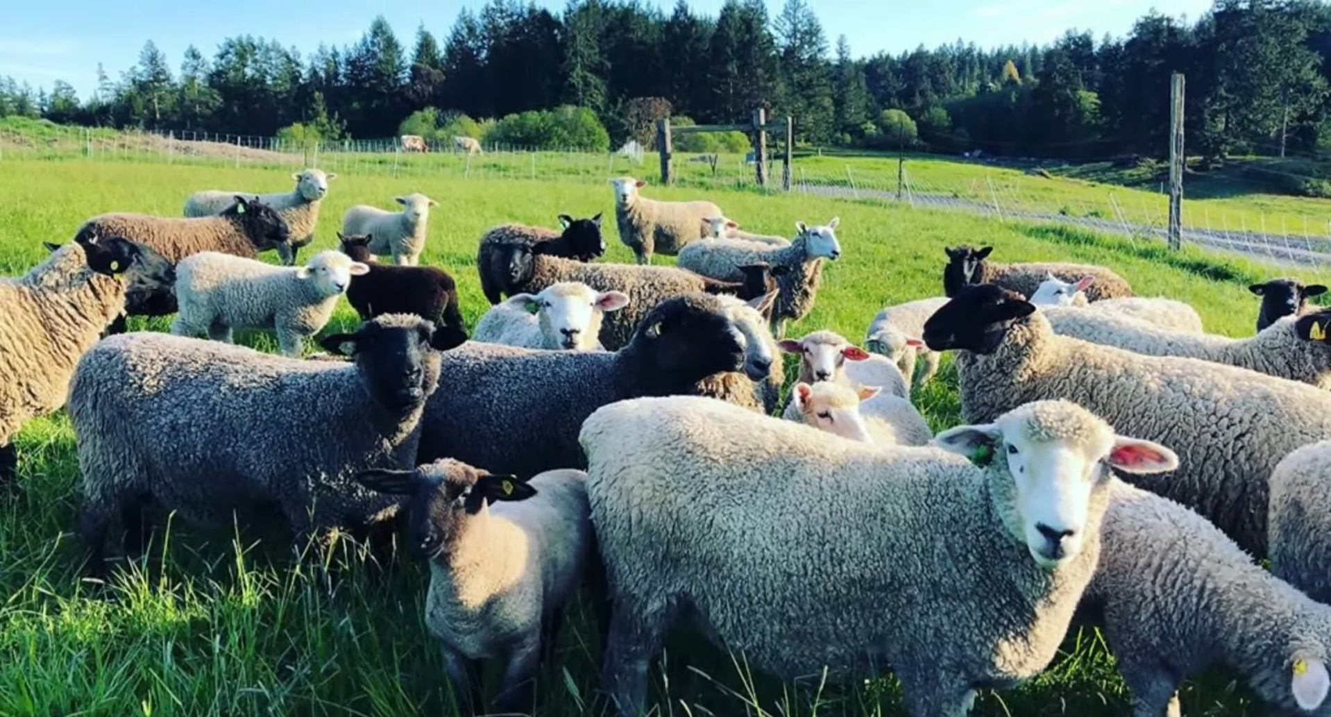 ​Inside Chris Pratt’s 100-acre Washington ranch, where sheep, pigs and nature help the actor slow down.