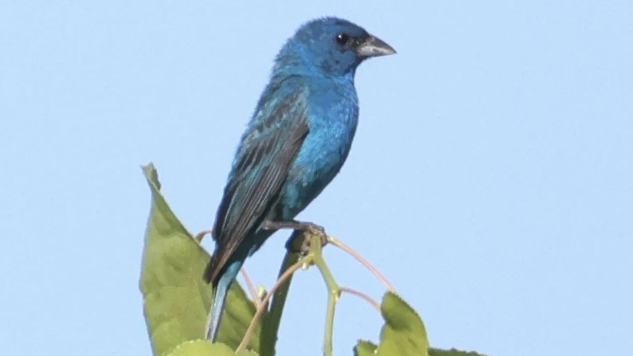 Nesting indigo buntings at Rancho Breisgau near Redding were the fifth recorded in Shasta County (Photo:BLM)