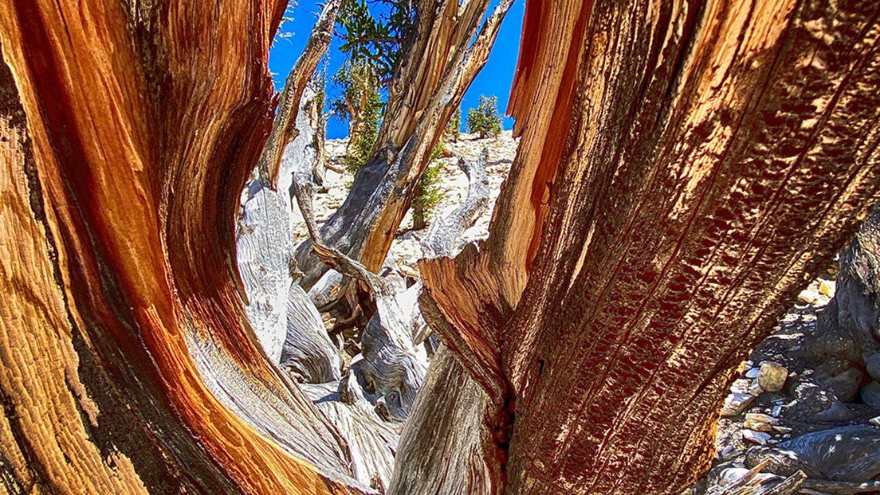 Ancient Bristlecone Pine Forest (Image Credit: Wikimedia Commons)<br>