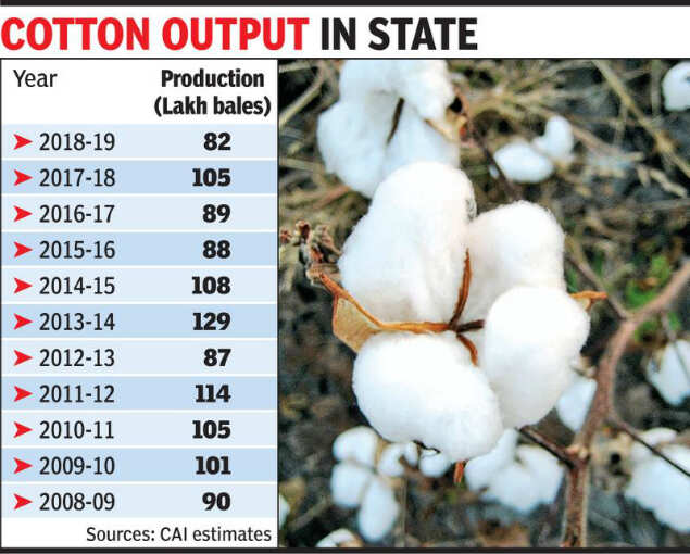 Gujarat’s cotton output to hit onedecade low this year Ahmedabad