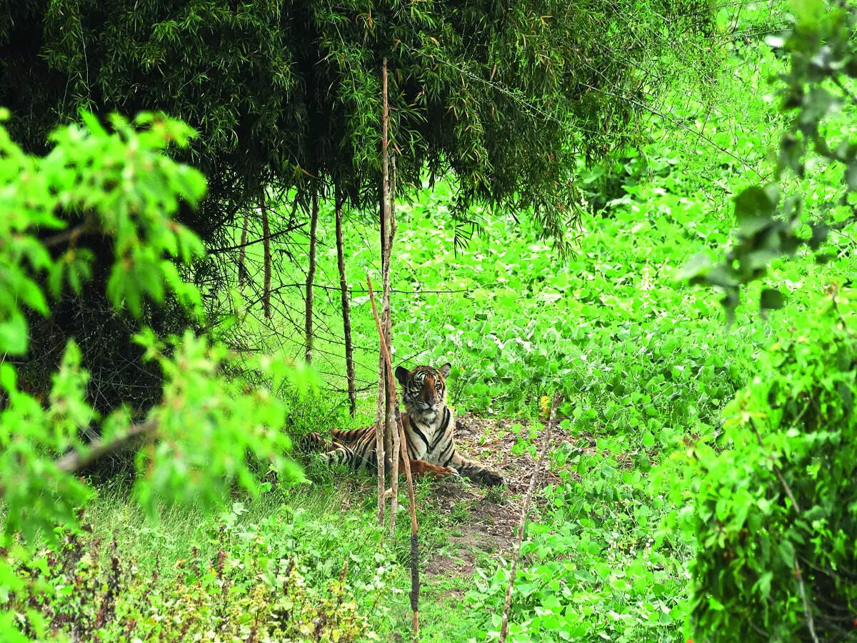 Tiger foundations flourishing in Karnataka